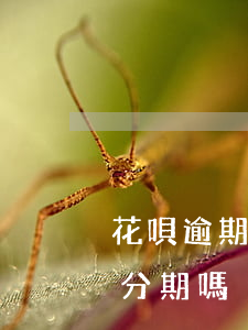 花唄逾期能做手機分期嗎(花唄逾期能做手機分期嗎)
