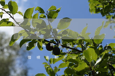 花唄逾期能協(xié)商還款(支付寶花唄借唄逾期可以協(xié)商嗎)