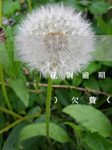 花唄逾期能去供手機(jī)嗎(手機(jī)欠費(fèi)影響花唄嗎)