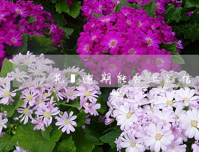 花唄逾期能否上征信
