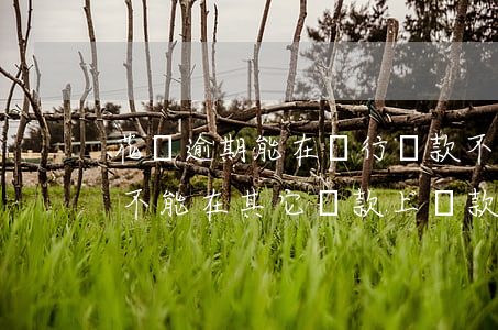 花唄逾期能在銀行貸款不(花唄逾期是不是就不能在其它貸款上貸款了)