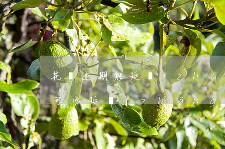 花唄逾期能延長(zhǎng)還款嗎(花唄可以延長(zhǎng)還款日期嗎)