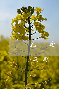 花唄逾期能申請(qǐng)綠碼嗎-花唄逾期還能不能辦信用卡