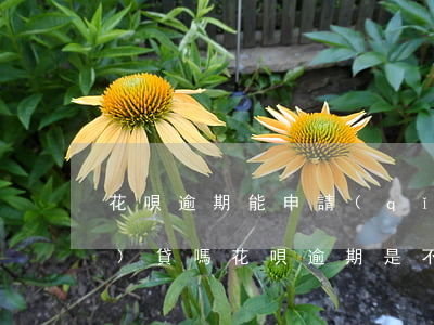 花唄逾期能申請(qǐng)網(wǎng)貸嗎(花唄逾期是不是就不能在其它貸款上貸款了)