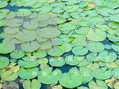 花唄逾期能申請中信銀行信用卡嗎-花唄逾期能申請中信銀行信用卡嗎安全嗎