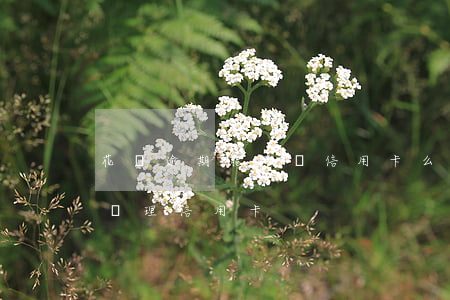 花唄逾期能申請信用卡么-花唄逾期能不能辦理信用卡