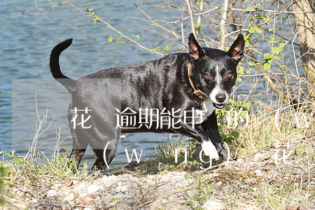 花唄逾期能申請的網(wǎng)貸(信用卡網(wǎng)貸花唄都逾期了怎么辦)