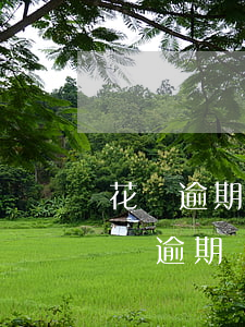 花唄逾期能貸款買手機(jī)嗎(支付寶花唄逾期過(guò)可以辦理分期買手機(jī)嗎)