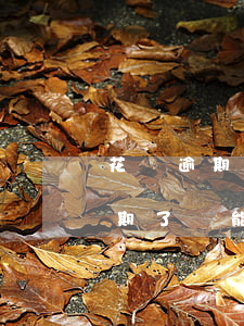 花唄逾期能超過額度嗎(花唄逾期了怎么辦逾期了還能提升額度嗎)
