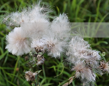 花唄逾期能跑蜂鳥眾包嗎(蜂鳥花唄違法嗎)