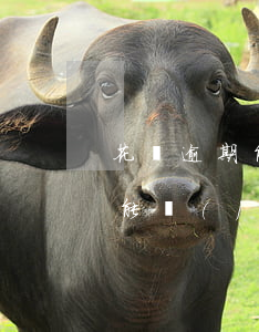 花唄逾期能進(jìn)電子廠嗎(花唄逾期能進(jìn)電子廠嗎安全嗎)