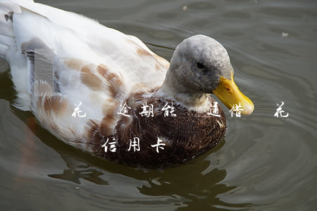 花唄逾期 能開通借唄 花唄借唄逾期了可以申請信用卡嗎?
