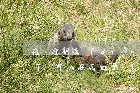 花唄逾期能點(diǎn)外賣嗎(花唄逾期了還可以在其他平臺(tái)借錢么)