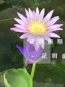 花唄逾期芝麻信用分下降如何恢復(fù)-花唄逾期了芝麻信用降低了還能恢復(fù)嗎