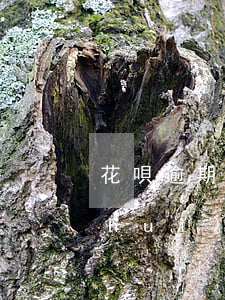 花唄逾期芝麻分400多有機(jī)會(huì)開通借唄嗎-花唄借唄都逾期了 芝麻信用400多還能網(wǎng)貸嗎