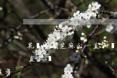 花唄逾期芝麻分一直不漲(花唄逾期芝麻分一直不漲)