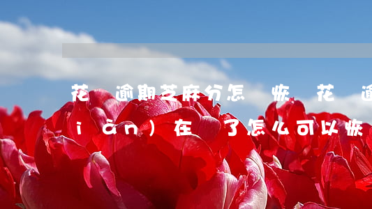 花唄逾期芝麻分怎樣恢復(花唄逾期了,現(xiàn)在還了,怎么可以恢復芝麻分)