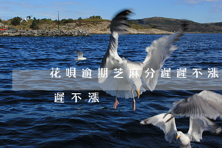 花唄逾期芝麻分遲遲不漲(花唄逾期芝麻分遲遲不漲)