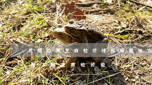 花唄逾期芝麻粒修補在哪個地方找-花唄逾期了用芝麻粒修復(fù)后多久才能使用花唄