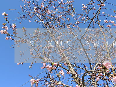 花唄逾期花唄不能用(花唄逾期花唄不能用)