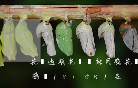 花唄逾期花唄還能用嘛(花唄逾期花唄還能用嘛現(xiàn)在)