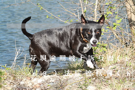 花唄逾期被上訴互聯(lián)網(wǎng)法院管轄會(huì)是什么樣的后果（花唄逾期互聯(lián)網(wǎng)法院）