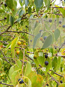 花唄逾期被停用了,什么時(shí)候可以恢復(fù)使用-花唄逾期被停用了,什么時(shí)候可以恢復(fù)使用額度