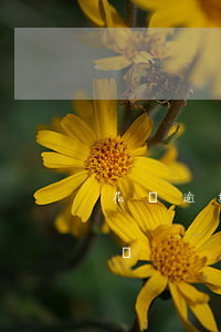花唄逾期被停用怎么辦(花唄逾期被停用怎么辦)