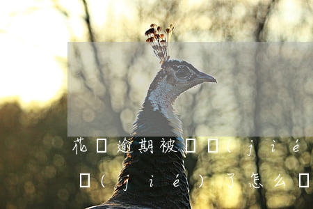 花唄逾期被凍結(jié)怎么弄(花唄被凍結(jié)了怎么辦?)