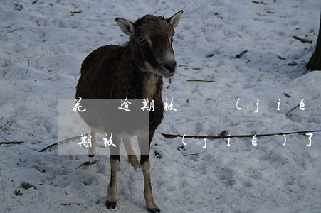 花唄逾期被凍結(jié)怎么解封(花唄逾期被凍結(jié)了怎么能快速恢復正常)