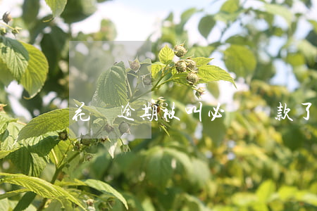 花唄逾期被叫必須還款了