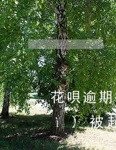 花唄逾期被告上法院 花唄多少逾期會(huì)被起訴?花唄逾期被起訴怎么辦