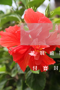 花唄逾期被封號了怎么辦(花唄逾期會導致支付寶封號嗎)