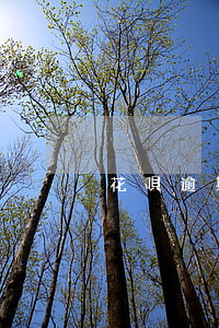 花唄逾期被強(qiáng)制扣款了