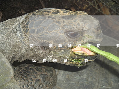 花唄逾期被征信(花唄逾期征信用不了了還可以在哪里貸款)