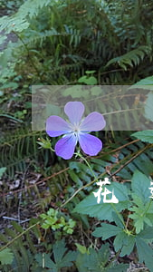 花唄逾期被微信-花唄逾期影響微信分付嗎