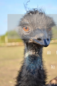 花唄逾期被發(fā)短信告知(花唄發(fā)短信說逾期 但是沒有沒還的呀)