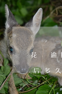 花唄逾期被發(fā)邀請(qǐng)函后多久起訴-