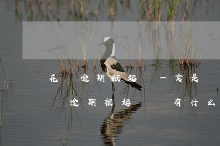 花唄逾期被起訴一定是敗訴方嗎-支付寶花唄逾期被起訴會有什么后果嚴重
