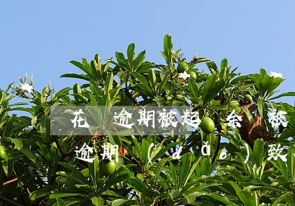 花唄逾期被起訴余額被凍結(jié)(花唄逾期導(dǎo)致花唄凍結(jié),還款后多久解凍)