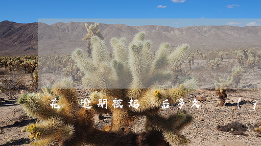 花唄逾期被起訴后多久凍結(jié)