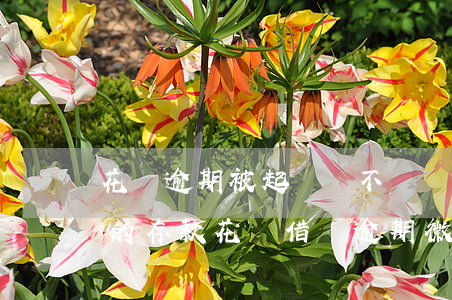 花唄逾期被起訴會不會凍結(jié)夫妻的存款（花唄借唄逾期微信會一起凍結(jié)嗎）