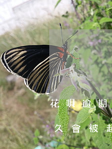 花唄逾期被起訴法院會來抓人嗎 花唄逾期多久會被起訴?花唄逾起訴