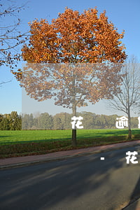 花唄逾期被起訴還是沒(méi)錢還怎么辦-花唄逾期被起訴還是沒(méi)錢還怎么辦呢