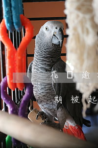 花唄逾期被起訴需要支付律師費嗎?-花唄逾期被起訴需要支付律師費嗎多少錢