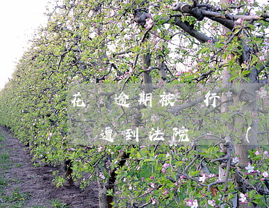 花唄逾期被銀行凍結(jié)了(拖欠花唄會遭到法院凍結(jié)賬戶存款嗎?)