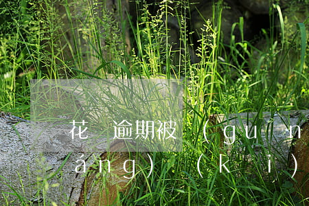 花唄逾期被關(guān)了怎么強(qiáng)開(kāi)(花唄之前逾期還完以后關(guān)掉 現(xiàn)在開(kāi)不了)