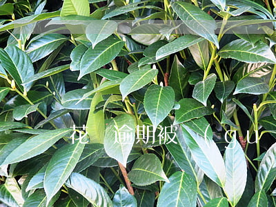 花唄逾期被關(guān)了怎么開通