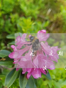 花唄逾期被關(guān)多久會(huì)恢復(fù)(花唄逾期了還清被暫停使用要多久才能恢復(fù))