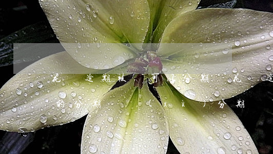 花唄逾期被關可以分期嗎(花唄逾期已還剩下的分期繼續(xù)分期還可以嗎)
